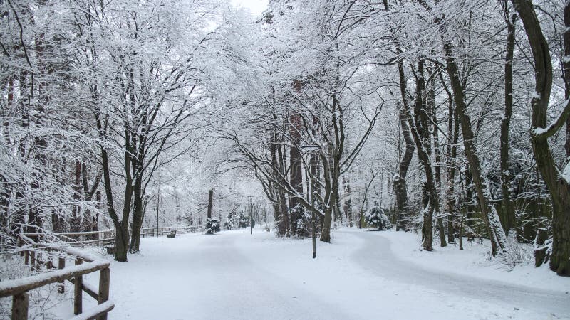 Pathway Surrounded by Trees and Wooden Fences Covered in the Snow in a