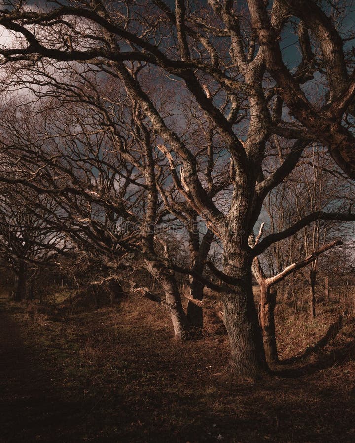 Pathway Winds through Forest of Winterbare Trees and Bushes Stock