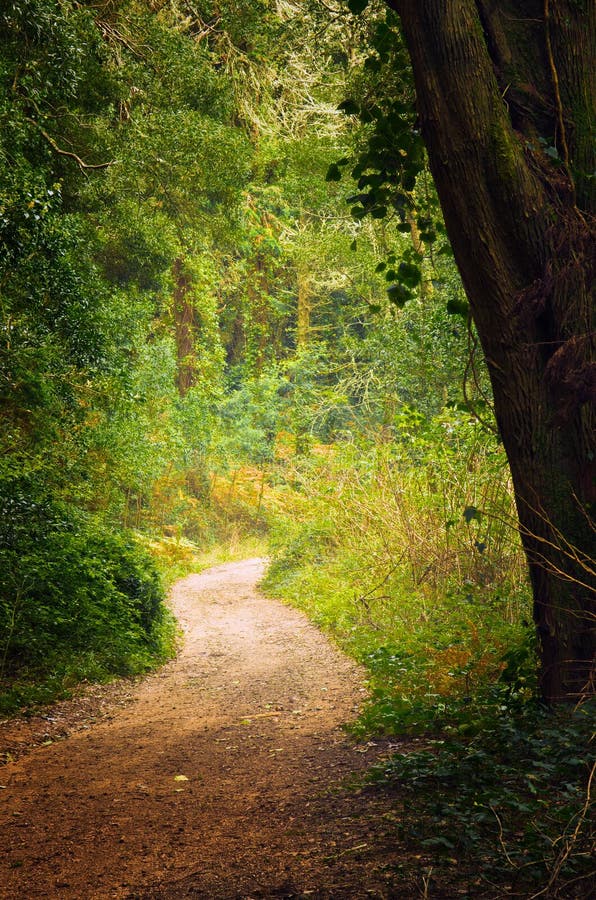 Pathway in the Woods stock photo. Image of mist, footpath 34545774