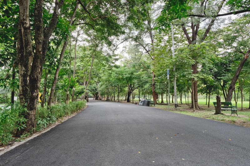 Pathways with Green Trees, Landscaping in the Garden Stock Photo Image of walk, nature 125156894
