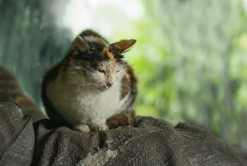 Pathétique chat sans abri avec des blessures sur le visage après une bataille de chat. chat blessé sale sans abri dans la rue rust photographie stock libre de droits Pathétique chat sans abri avec des blessures sur le visage après une bataille de chat. chat blessé sale sans abri dans la rue rust photographie stock libre de droits