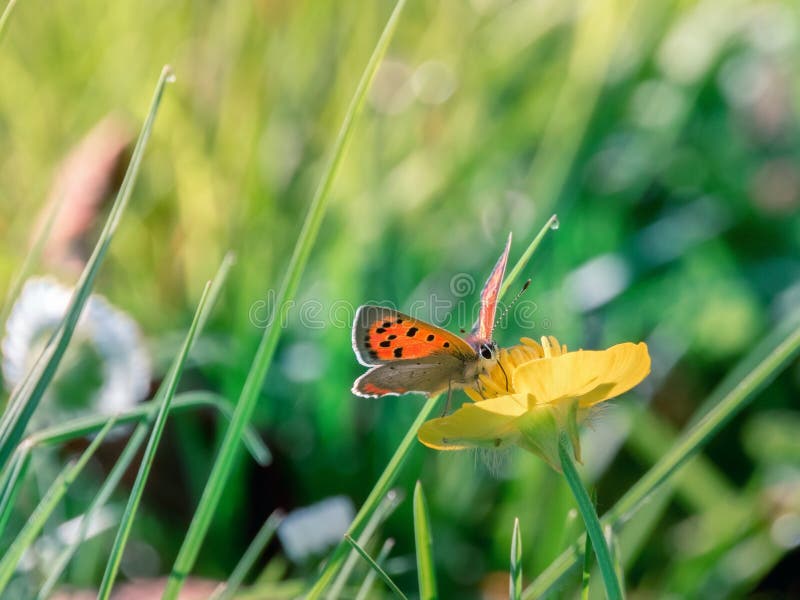 Patient butterfly stock photo. Image of nature, spring 90343034