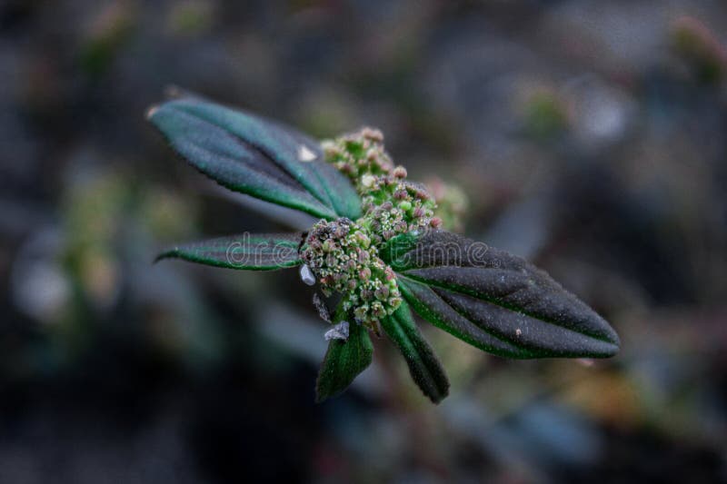 The patikan kebo or Euphorbia hirta plant. With a blurred background