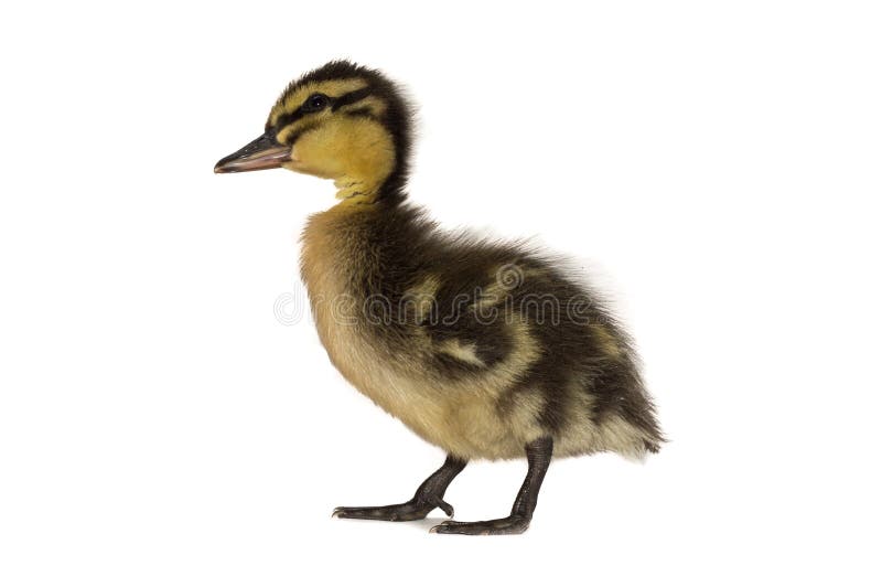 Patinho do pato selvagem, duas semanas velho, fundo branco estar fotos de stock Patinho do pato selvagem, duas semanas velho, fundo branco estar fotos de stock