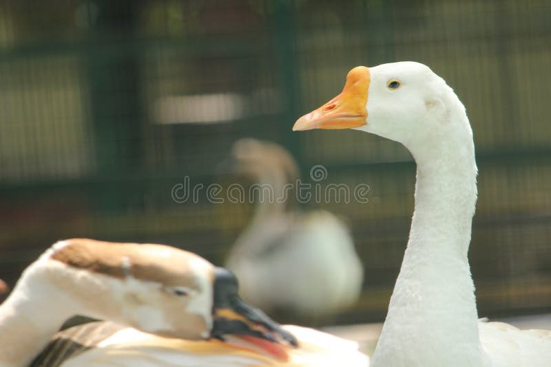 Pato blanco en el parque zoológico foto de archivo libre de regalías Pato blanco en el parque zoológico foto de archivo libre de regalías
