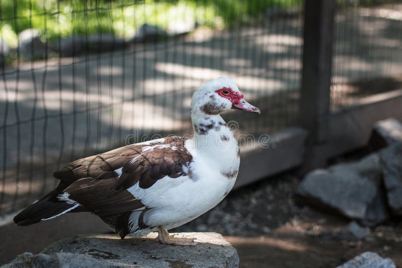 Pato de almizcle blanco en jardín zoológico en el día soleado del verano fotografía de archivo Pato de almizcle blanco en jardín zoológico en el día soleado del verano fotografía de archivo