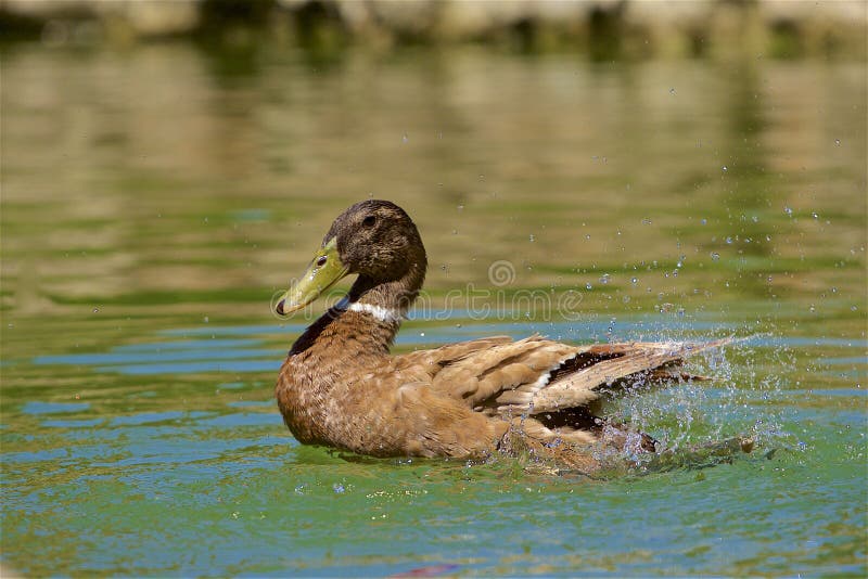 Pato de Brown en la charca, España foto de archivo libre de regalías Pato de Brown en la charca, España foto de archivo libre de regalías
