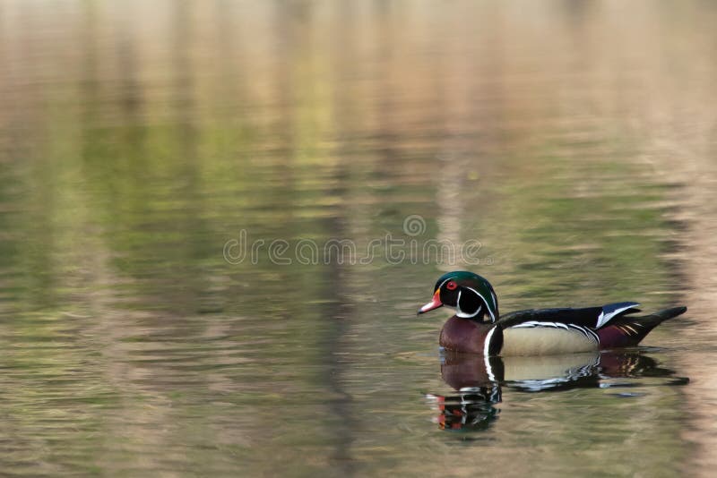 Pato de madera masculino con su propia reflexi?n en un verde y una charca encendida melocot?n foto de archivo Pato de madera masculino con su propia reflexi?n en un verde y una charca encendida melocot?n foto de archivo