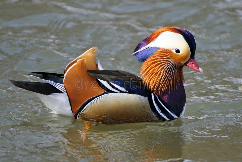 A mandarin duck is in the water. A mandarin duck is in the water.