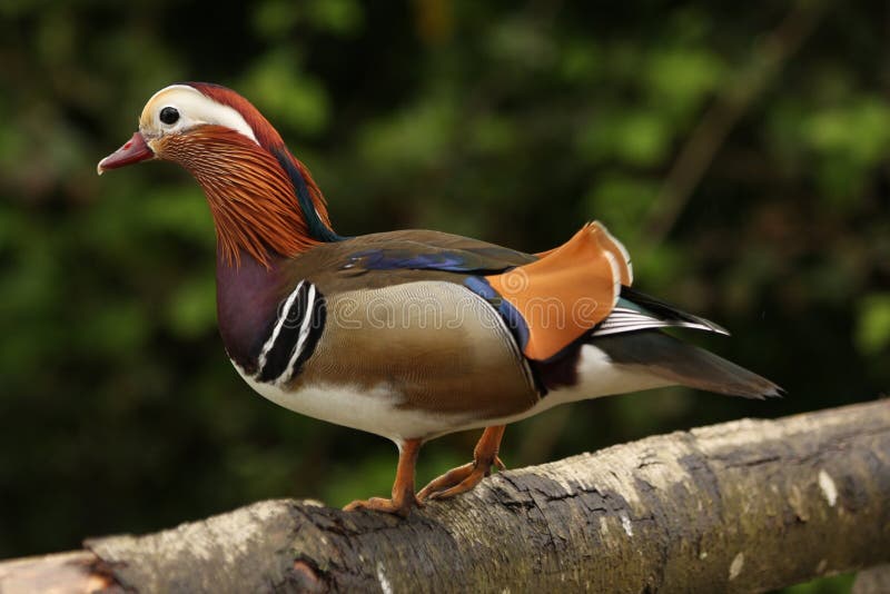 A mandarin duck sat on a log with dark green foliage behind. A mandarin duck sat on a log with dark green foliage behind