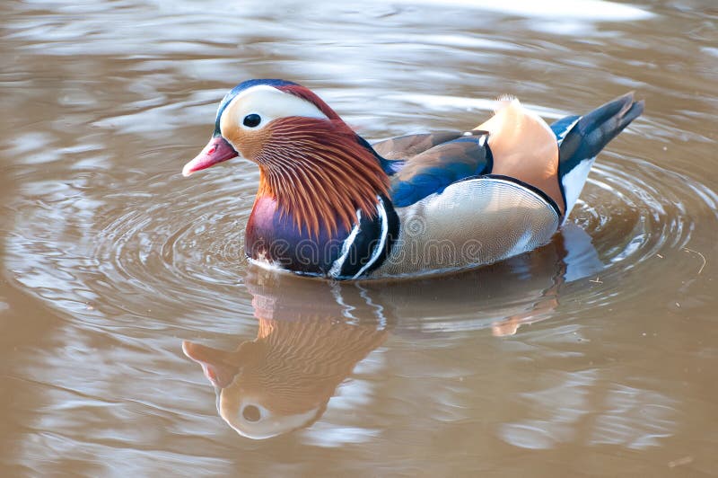 A mandarin duck in a pond. A mandarin duck in a pond