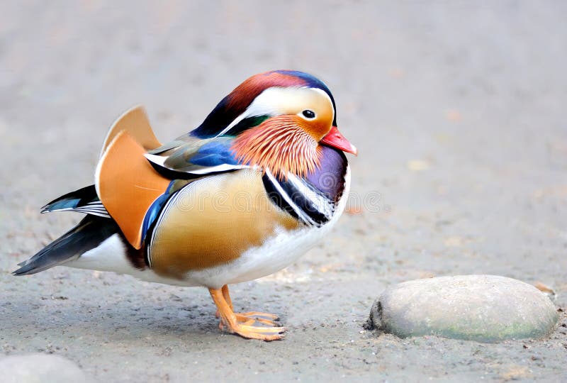 Mandarin duck standing on the ground. Mandarin duck standing on the ground