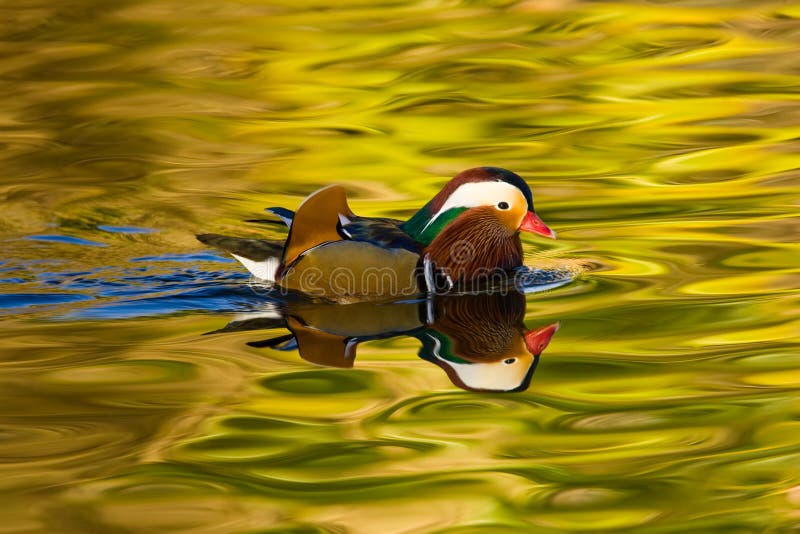 Male Mandarin Duck Swimming in Water Reflecting Complementary Colors. Male Mandarin Duck Swimming in Water Reflecting Complementary Colors