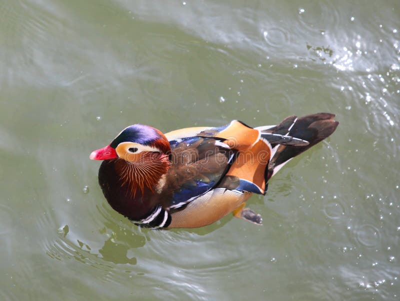 Mandarin Duck (Aix galericulata) male. Mandarin Duck (Aix galericulata) male