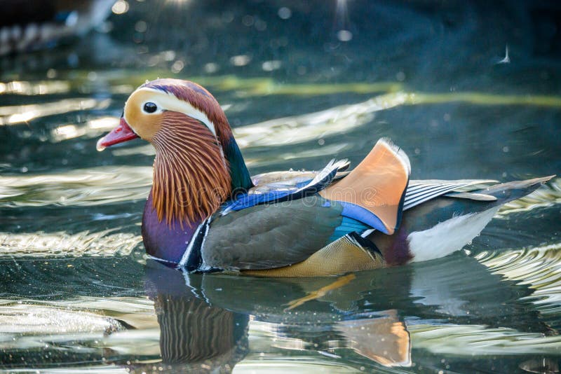 Closeup male mandarin duck (Aix galericulata) swimming, viewed of profile. Closeup male mandarin duck (Aix galericulata) swimming, viewed of profile.