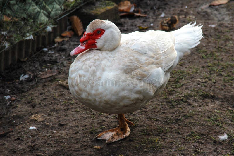 Pato Em Um Pe Imagem De Stock Imagem De Pato 84485851
