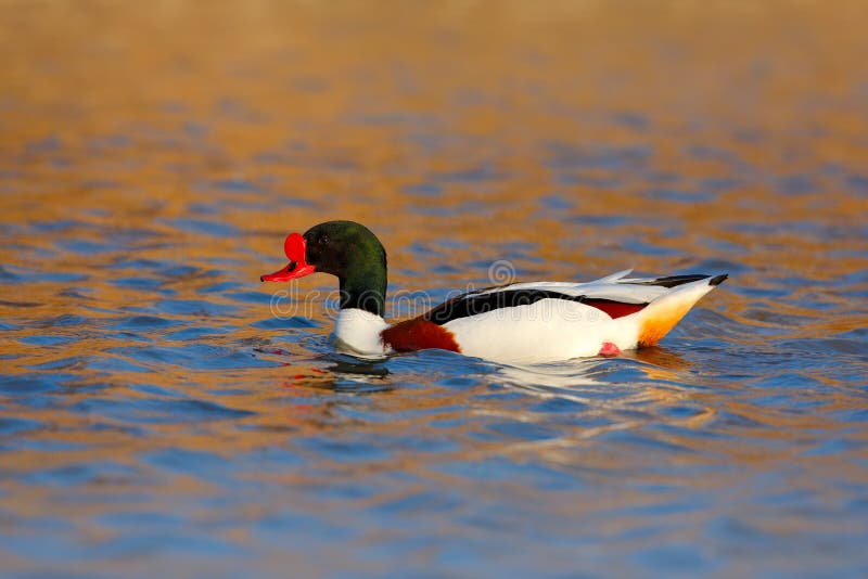 Pato en luz hermosa de la tarde cuenta roja Shelduck común, tadorna del Tadorna, es shelduck de la especie de las aves acuáticas, imagenes de archivo Pato en luz hermosa de la tarde cuenta roja Shelduck común, tadorna del Tadorna, es shelduck de la especie de las aves acuáticas, imagenes de archivo