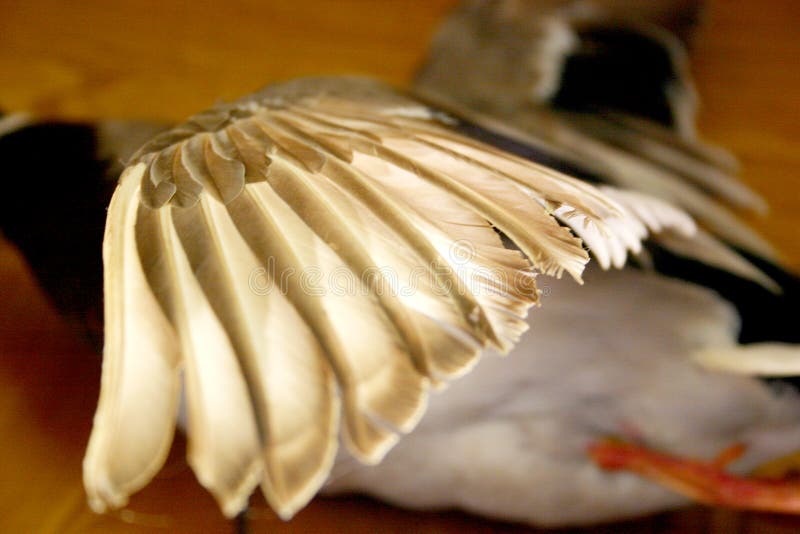 Pato en vuelo fotos de archivo libres de regalías