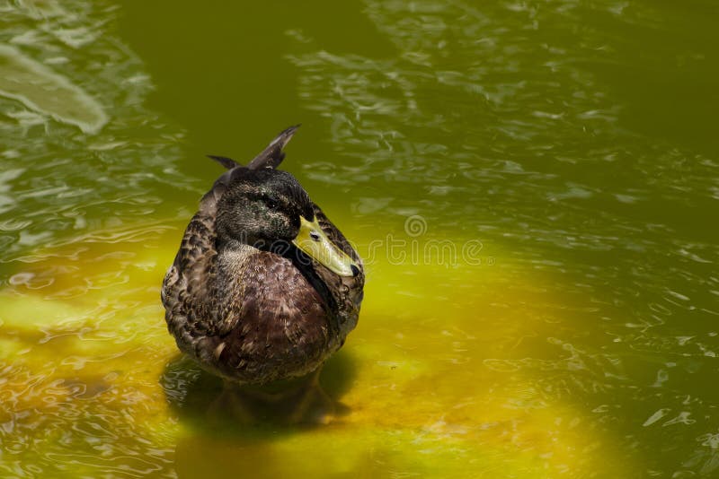 Pato fêmea do malard na água verde imagens de stock Pato fêmea do malard na água verde imagens de stock