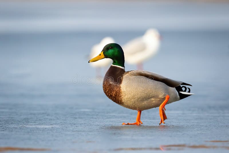 Pato macho malvado caminando sobre hielo en un río congelado en invierno al amanecer fotos de archivo Pato macho malvado caminando sobre hielo en un río congelado en invierno al amanecer fotos de archivo