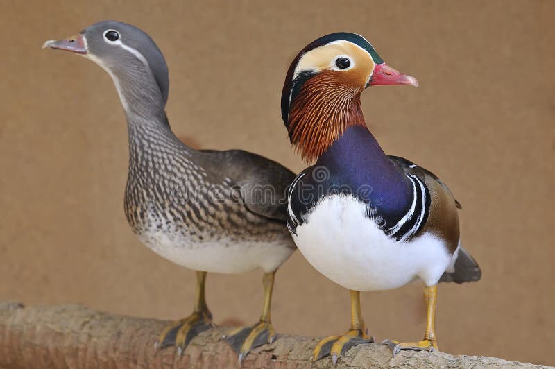pato n galericulata AIX mandar стоковая фотография rf pato n galericulata AIX mandar стоковая фотография rf