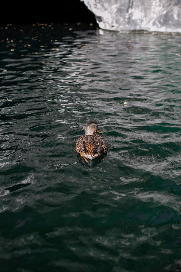 Pato no lago de mármore foto de stock Pato no lago de mármore foto de stock