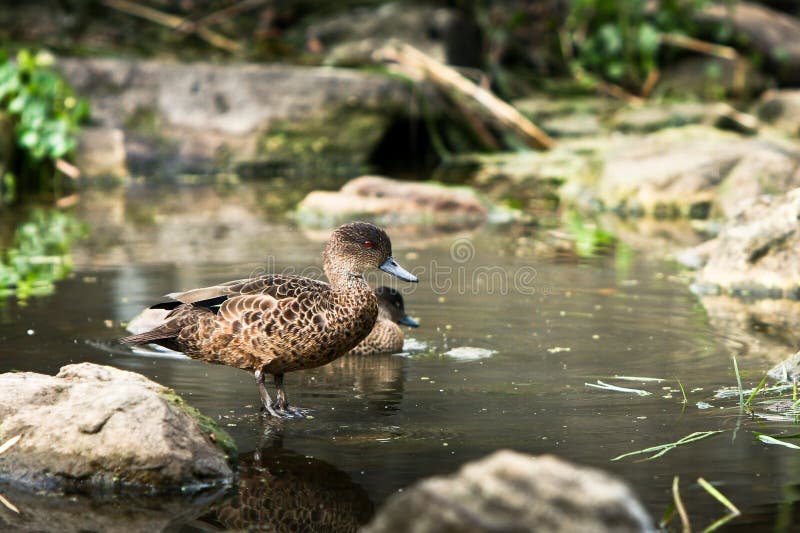 Young Chestnut Teal Duck standing in a pond in nature. Young Chestnut Teal Duck standing in a pond in nature.