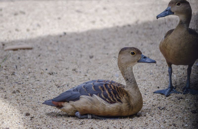 Pato novo do pato selvagem dois que senta-se na areia do assoalho dentro da sombra do guarda-chuva imagem de stock Pato novo do pato selvagem dois que senta-se na areia do assoalho dentro da sombra do guarda-chuva imagem de stock