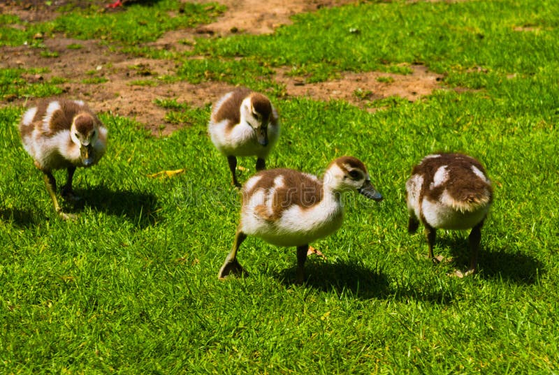 Pato rec?m-nascido do beb? que joga no parque fotografia de stock Pato rec?m-nascido do beb? que joga no parque fotografia de stock