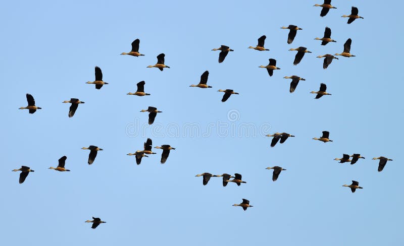 Ánade salvaje en vuelo foto de archivo libre de regalías