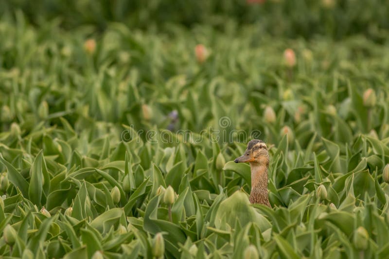 Pato selvagem do esconde-esconde foto de stock royalty free Pato selvagem do esconde-esconde foto de stock royalty free