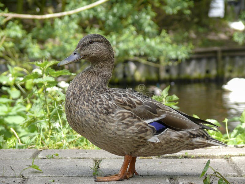 Pato selvagem fêmea que está orgulhosamente e bonito na frente de uma lagoa pequena imagem de stock royalty free Pato selvagem fêmea que está orgulhosamente e bonito na frente de uma lagoa pequena imagem de stock royalty free