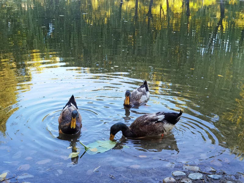 Pato silvestre en la orilla en el agua del otoño imágenes de archivo libres de regalías
