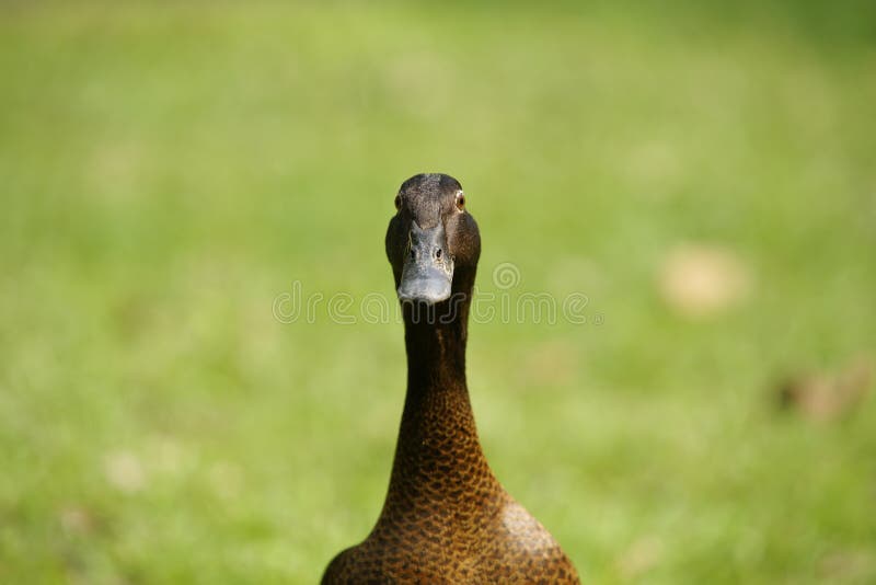 Female Mallard craned and watching. Female Mallard craned and watching.