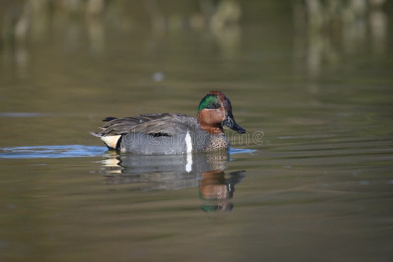 Pato voado verde da cerceta na superfície da água foto de stock Pato voado verde da cerceta na superfície da água foto de stock