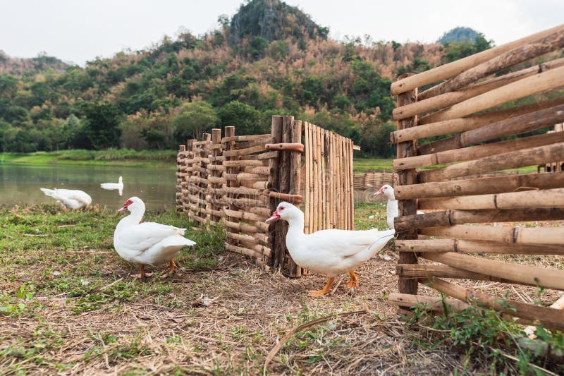 Patos brancos que andam fora da tenda de madeira imagens de stock Patos brancos que andam fora da tenda de madeira imagens de stock