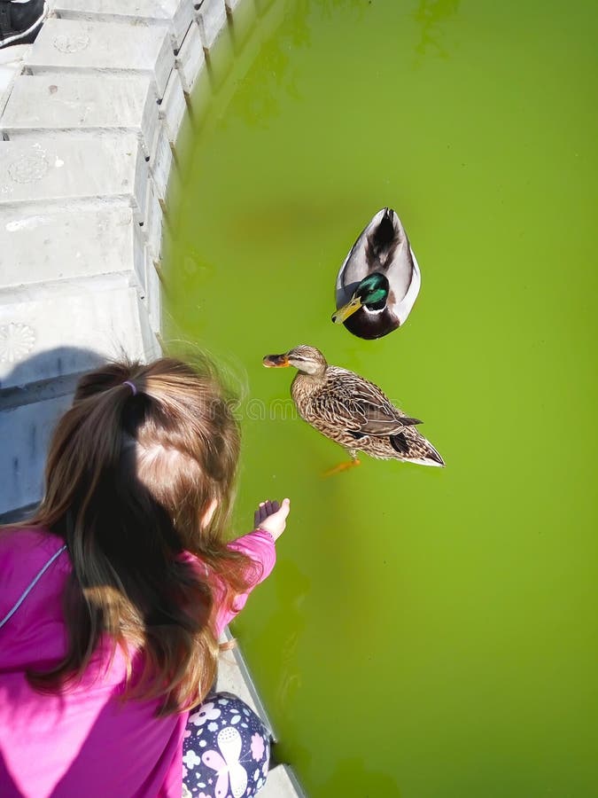 Patos de alimentación de la niña linda en el parque imágenes de archivo libres de regalías Patos de alimentación de la niña linda en el parque imágenes de archivo libres de regalías