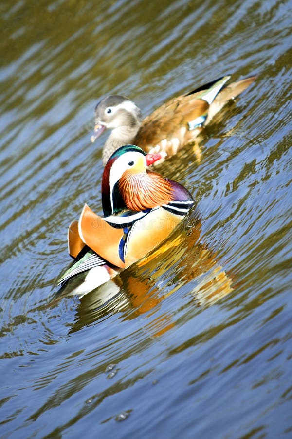 A pair of mandarin ducks on water. A pair of mandarin ducks on water