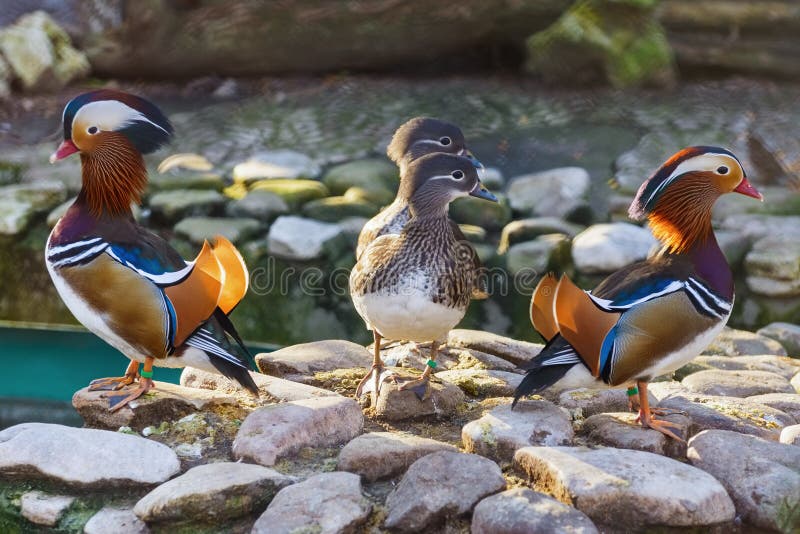 Mandarin Ducks On A Stone. Mandarin Ducks On A Stone