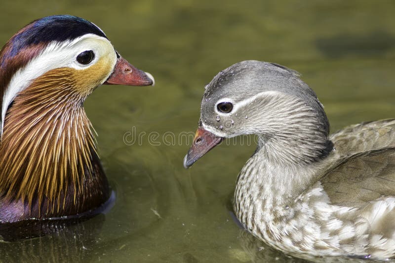 A breeding pair of mandarin ducks (Aix galericulata). Male showing the typical beautiful plumage. A breeding pair of mandarin ducks (Aix galericulata). Male showing the typical beautiful plumage.