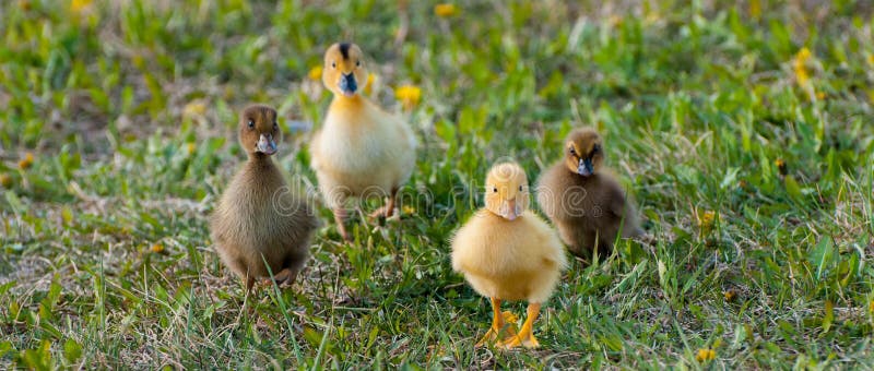 Patos del bebé fotografía de archivo Patos del bebé fotografía de archivo