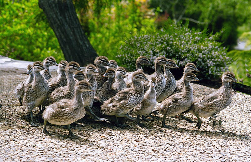 Patos del bebé en la corrida. imágenes de archivo libres de regalías Patos del bebé en la corrida. imágenes de archivo libres de regalías
