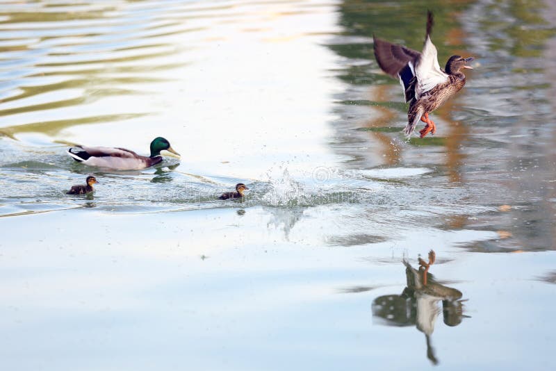Patos em um lago imagens de stock royalty free Patos em um lago imagens de stock royalty free