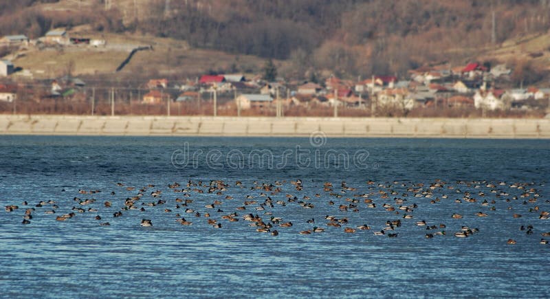 Patos en el lago nadando el día soleado cerca del pueblo foto de archivo
