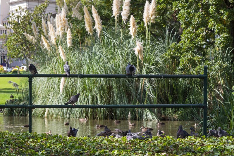 Patos y pájaros de la paloma que se encaraman en la cerca del metal en Carlton Garden fotografía de archivo Patos y pájaros de la paloma que se encaraman en la cerca del metal en Carlton Garden fotografía de archivo