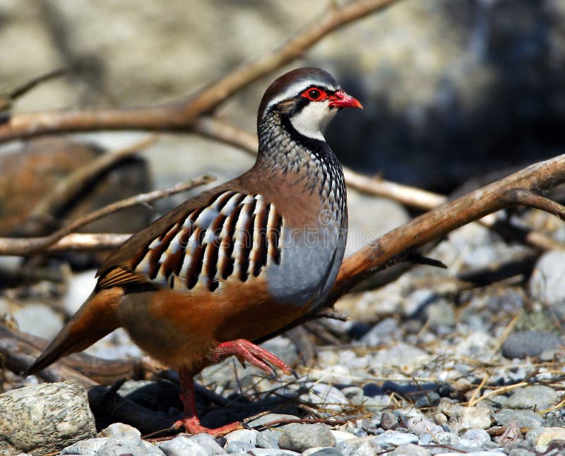 Perdrix bartavelle; perdrix grecque photo stock