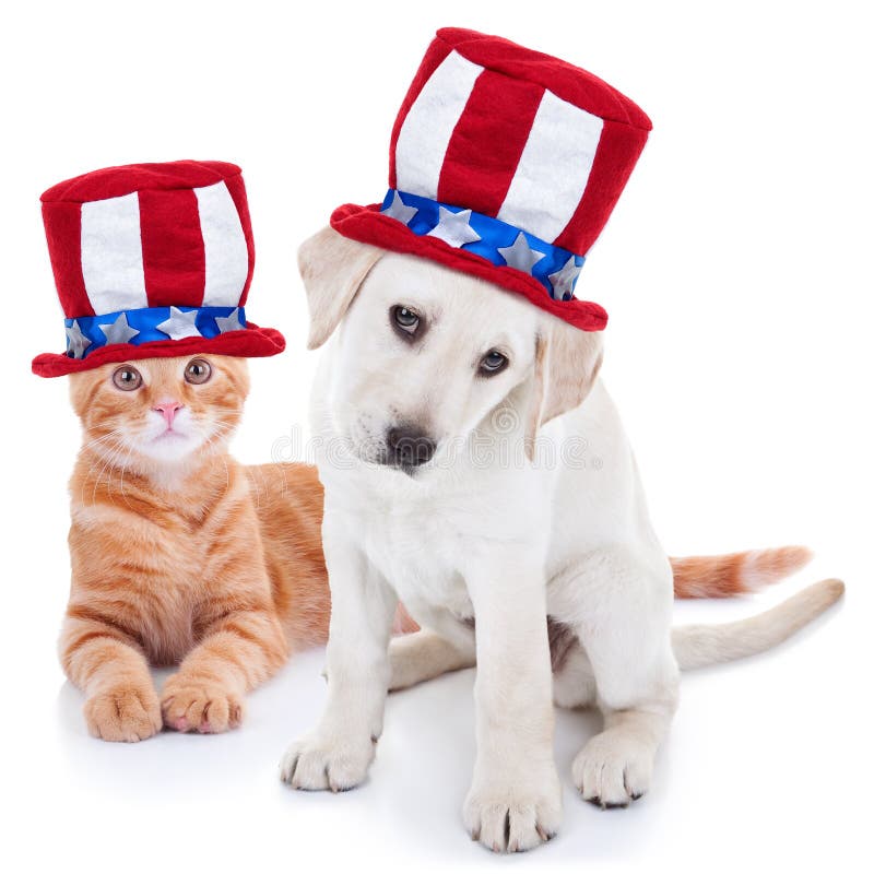 Patriotic happy American pet kitten cat and puppy dog animals wearing red white and blue Uncle Sam flag hat for July 4th, fourth, 4, USA election vote, Memorial, Independence, Labor and Presidents Day. Patriotic happy American pet kitten cat and puppy dog animals wearing red white and blue Uncle Sam flag hat for July 4th, fourth, 4, USA election vote, Memorial, Independence, Labor and Presidents Day