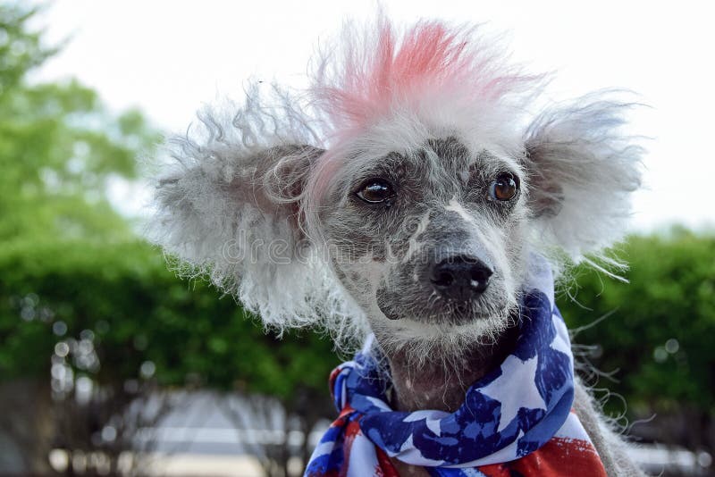 Patriotic Chinese Crested Hairless dog