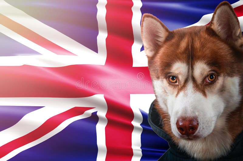 Patriotic Dog Proudly in Front United Kingdom State Flag. Portrait Siberian  Husky in Sweatshirt in the Rays of Bright Sun. Stock Photo - Image of  bright, beautiful: 121351914