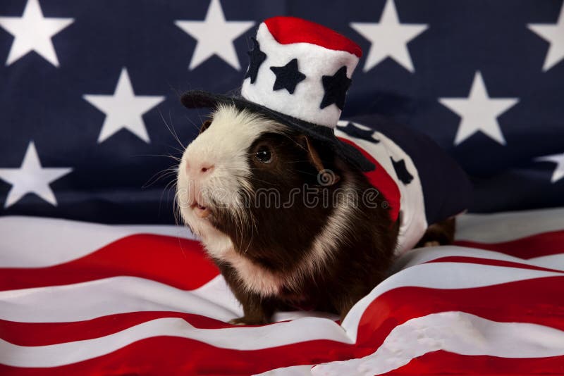 Patriotisches amerikanisches Meerschweinchen Cavia porcellus stockbilder Patriotisches amerikanisches Meerschweinchen Cavia porcellus stockbilder